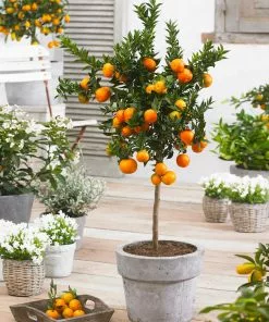 Fast Growing Trees Owari Satsuma Mandarin Tree Citrus Trees 8 Fast Growing Trees Owari Satsuma Mandarin Tree Citrus Trees