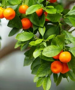 Fast Growing Trees Owari Satsuma Mandarin Tree - USDA Organic Citrus Trees 10 Fast Growing Trees Owari Satsuma Mandarin Tree - USDA Organic Citrus Trees