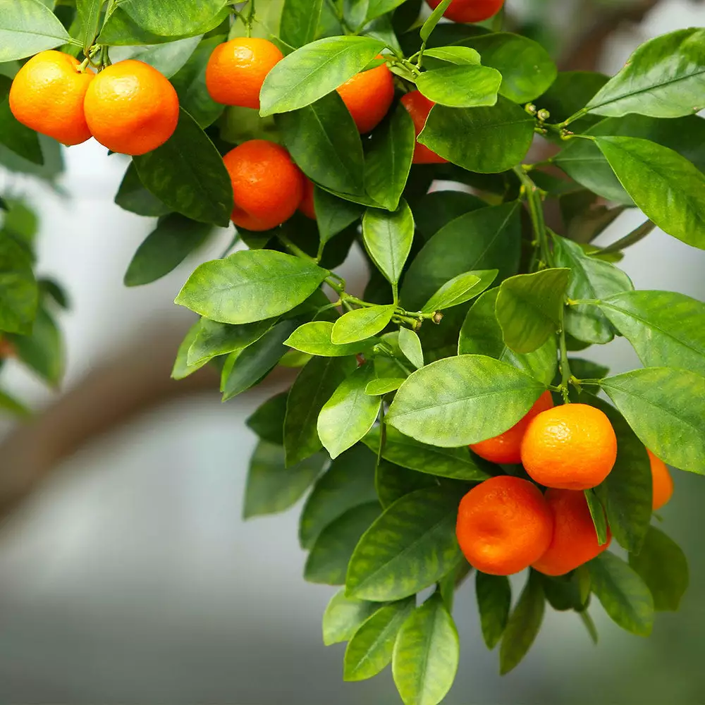 Fast Growing Trees Owari Satsuma Mandarin Tree - USDA Organic Citrus Trees 5 Fast Growing Trees Owari Satsuma Mandarin Tree - USDA Organic Citrus Trees