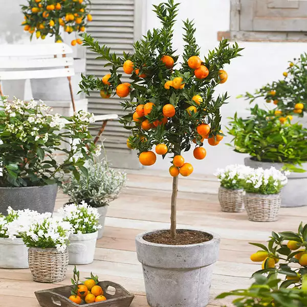 Fast Growing Trees Owari Satsuma Mandarin Tree - USDA Organic Citrus Trees 3 Fast Growing Trees Owari Satsuma Mandarin Tree - USDA Organic Citrus Trees