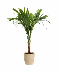 Fast Growing Trees Christmas Palm Palm Trees 24 Fast Growing Trees Christmas Palm Palm Trees