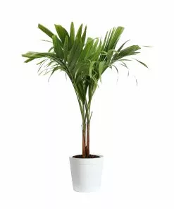 Fast Growing Trees Christmas Palm Palm Trees 25 Fast Growing Trees Christmas Palm Palm Trees