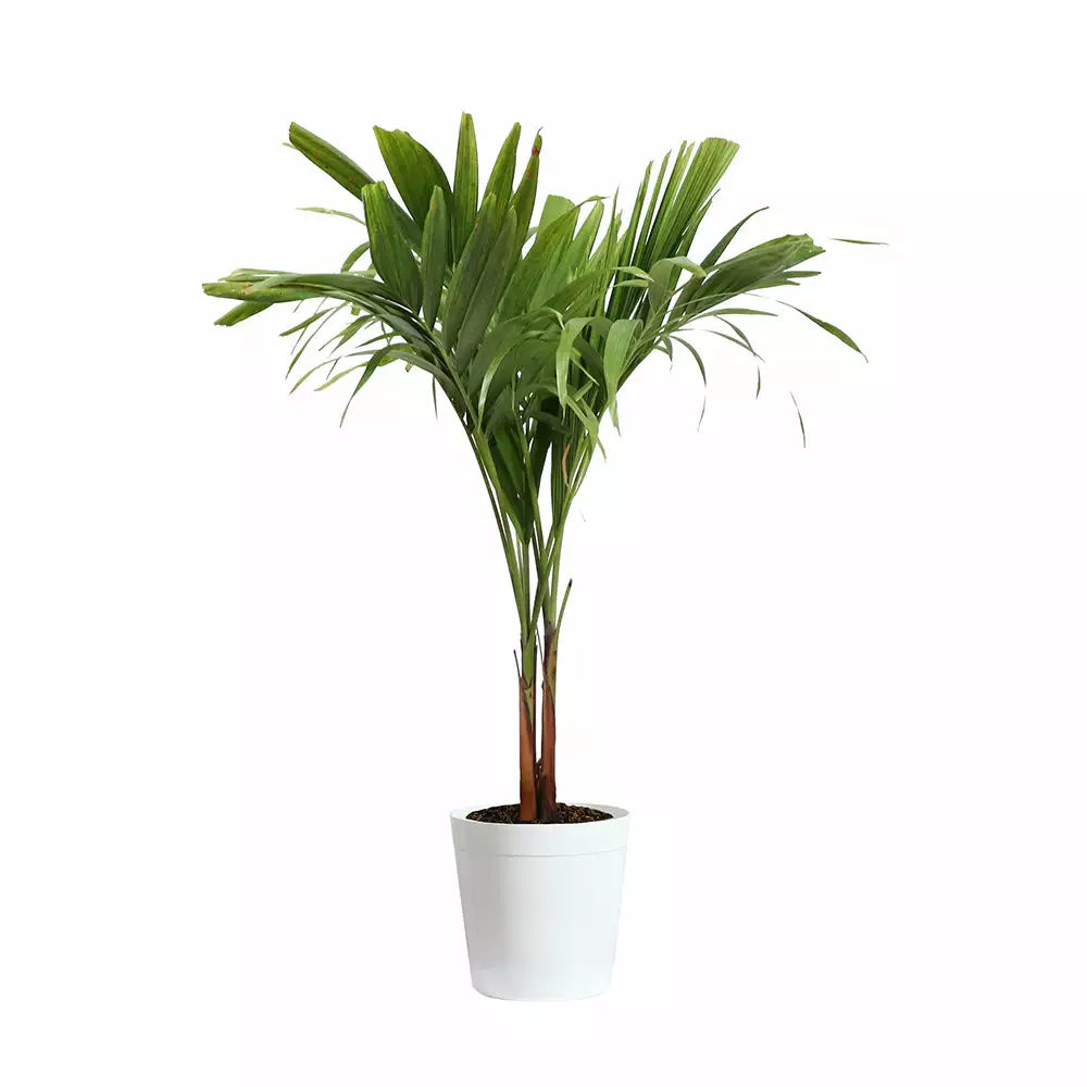 Fast Growing Trees Christmas Palm Palm Trees 12 Fast Growing Trees Christmas Palm Palm Trees