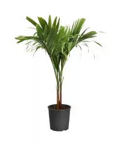 Fast Growing Trees Christmas Palm Palm Trees 28 Fast Growing Trees Christmas Palm Palm Trees