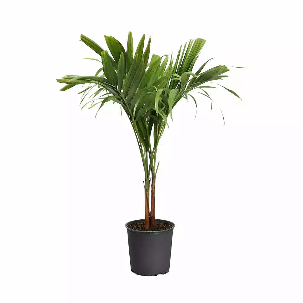 Fast Growing Trees Christmas Palm Palm Trees 15 Fast Growing Trees Christmas Palm Palm Trees