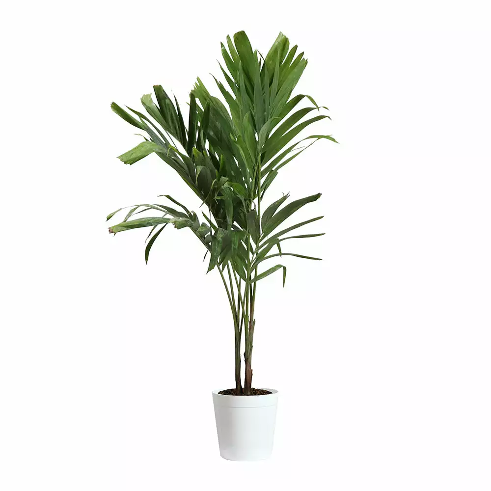Fast Growing Trees Christmas Palm Palm Trees 5 Fast Growing Trees Christmas Palm Palm Trees