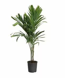 Fast Growing Trees Christmas Palm Palm Trees 27 Fast Growing Trees Christmas Palm Palm Trees