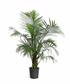 Fast Growing Trees Majesty Palm Tree 18 Fast Growing Trees Majesty Palm Tree