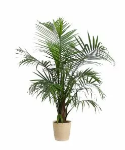 Fast Growing Trees Majesty Palm Tree 20 Fast Growing Trees Majesty Palm Tree