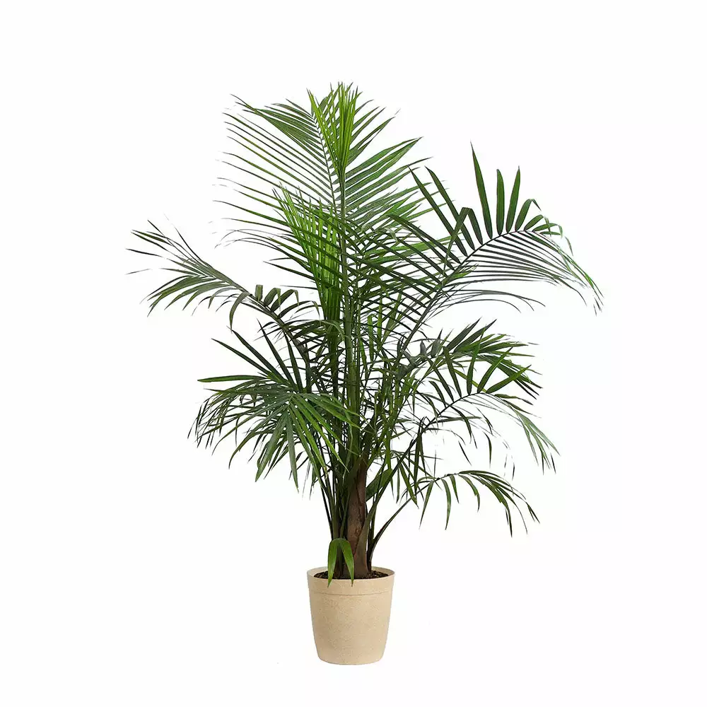 Fast Growing Trees Majesty Palm Tree 10 Fast Growing Trees Majesty Palm Tree