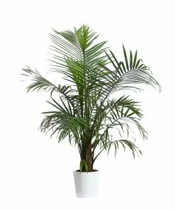 Fast Growing Trees Majesty Palm Tree 19 Fast Growing Trees Majesty Palm Tree