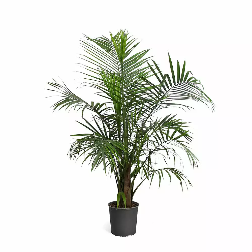Fast Growing Trees Majesty Palm Tree 8 Fast Growing Trees Majesty Palm Tree