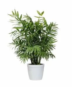 Fast Growing Trees Palm Trees Parlor Palm 14 Fast Growing Trees Palm Trees Parlor Palm