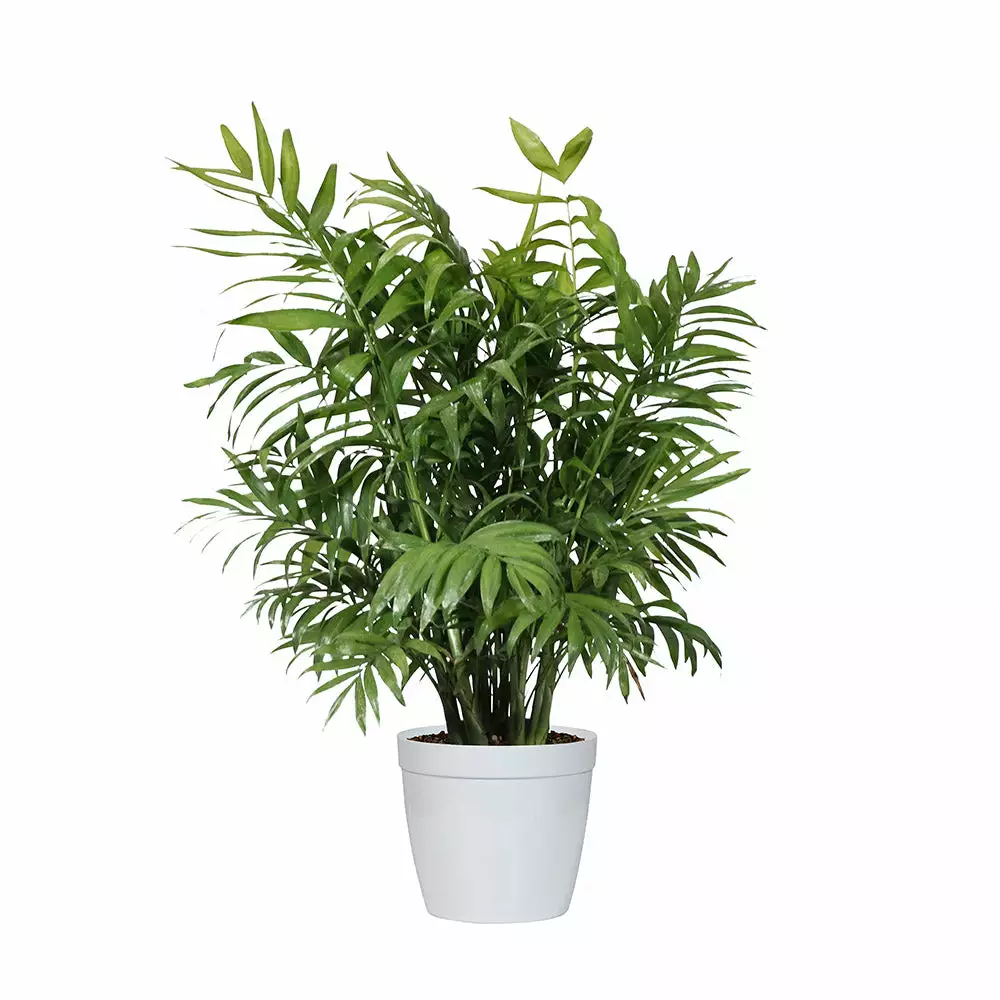 Fast Growing Trees Palm Trees Parlor Palm 9 Fast Growing Trees Palm Trees Parlor Palm