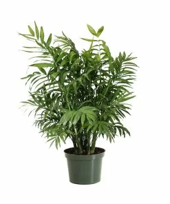 Fast Growing Trees Palm Trees Parlor Palm 13 Fast Growing Trees Palm Trees Parlor Palm
