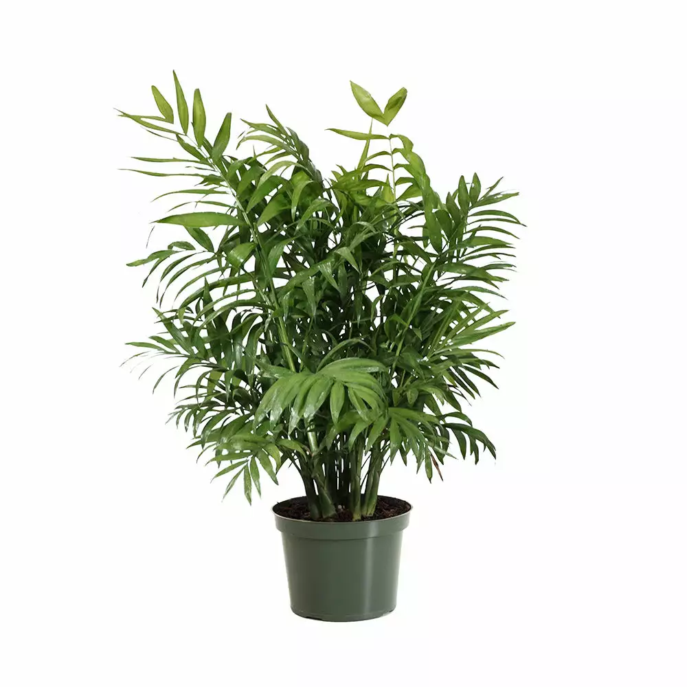 Fast Growing Trees Palm Trees Parlor Palm 7 Fast Growing Trees Palm Trees Parlor Palm