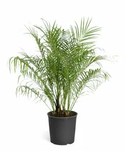 Fast Growing Trees Pygmy Date Palm 18 Fast Growing Trees Pygmy Date Palm