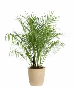 Fast Growing Trees Pygmy Date Palm 20 Fast Growing Trees Pygmy Date Palm