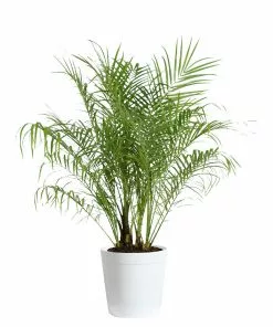 Fast Growing Trees Pygmy Date Palm 19 Fast Growing Trees Pygmy Date Palm