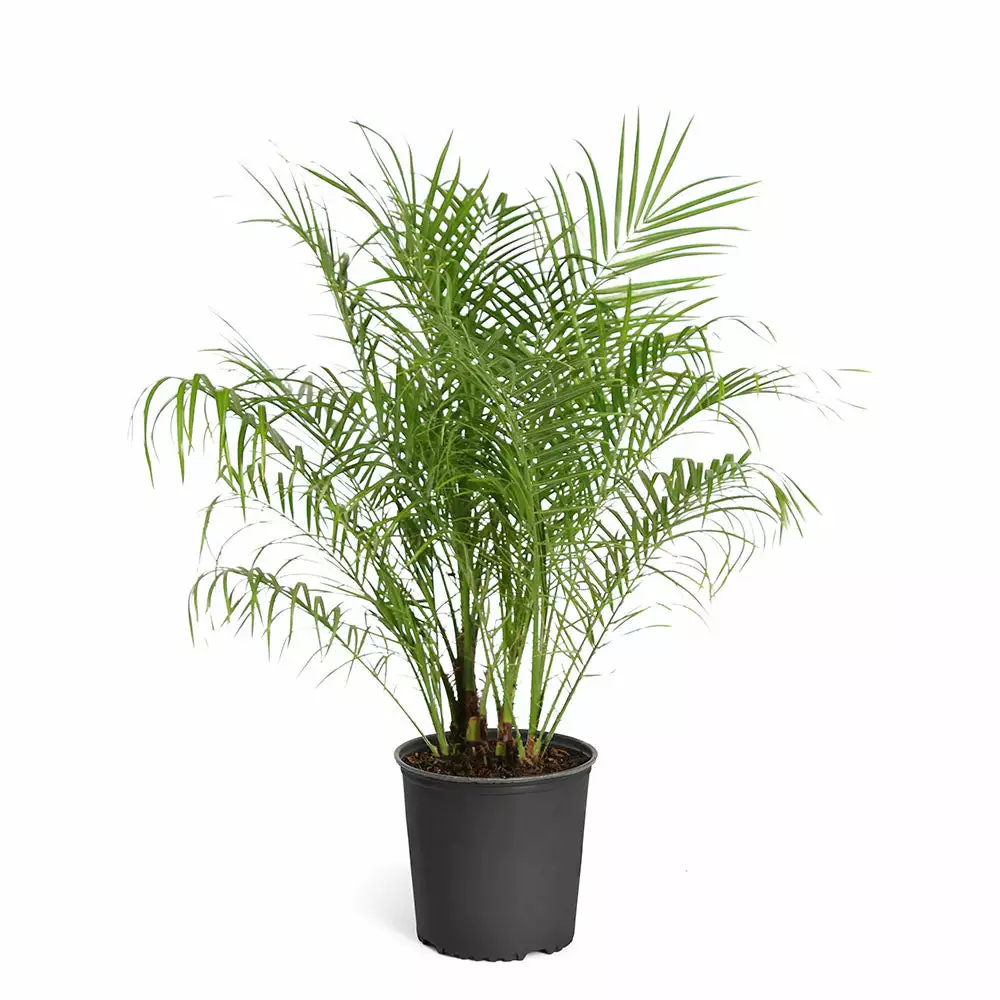 Fast Growing Trees Pygmy Date Palm 8 Fast Growing Trees Pygmy Date Palm
