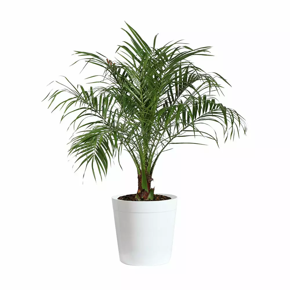 Fast Growing Trees Pygmy Date Palm 12 Fast Growing Trees Pygmy Date Palm