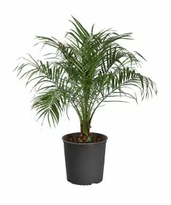 Fast Growing Trees Pygmy Date Palm 21 Fast Growing Trees Pygmy Date Palm