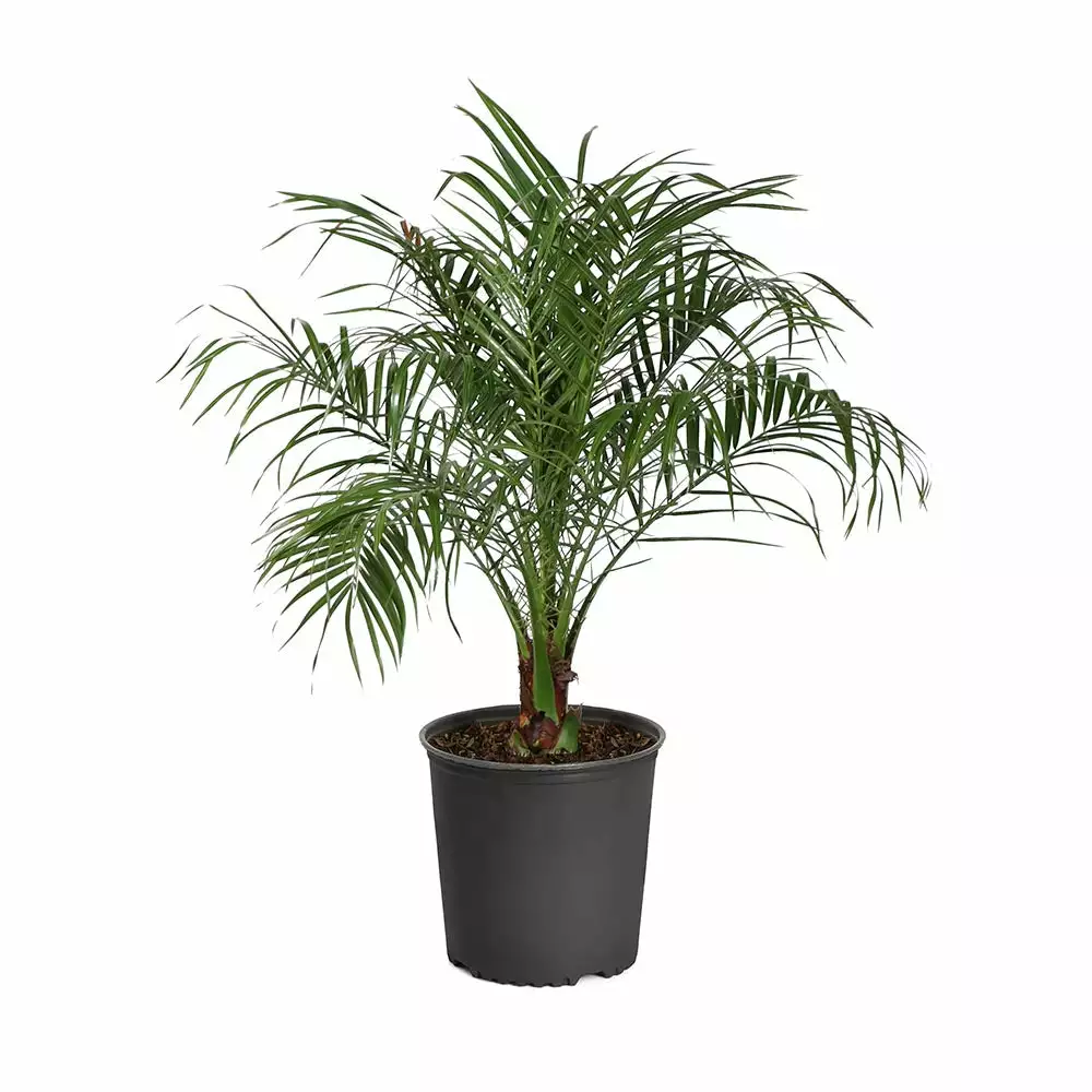 Fast Growing Trees Pygmy Date Palm 11 Fast Growing Trees Pygmy Date Palm