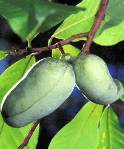 Fast Growing Trees Shade Lovers Paw Paw Tree