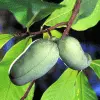 Fast Growing Trees Shade Lovers Paw Paw Tree 2 Fast Growing Trees Shade Lovers Paw Paw Tree