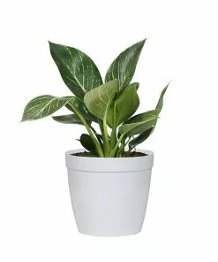 Fast Growing Trees Birkin Philodendron Plant 16 Fast Growing Trees Birkin Philodendron Plant