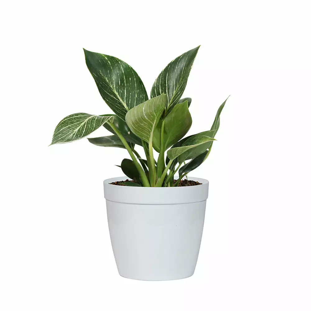 Fast Growing Trees Birkin Philodendron Plant 9 Fast Growing Trees Birkin Philodendron Plant