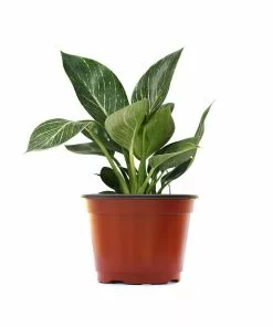 Fast Growing Trees Birkin Philodendron Plant 15 Fast Growing Trees Birkin Philodendron Plant