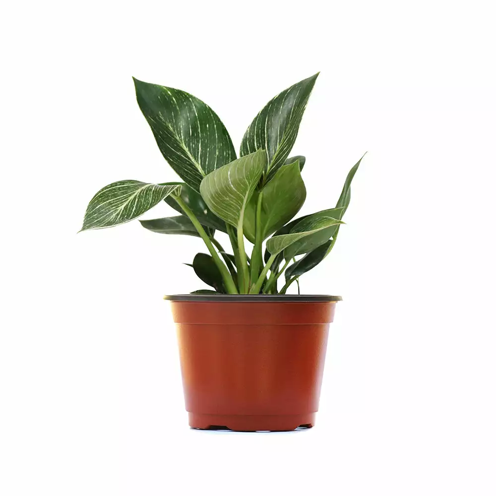 Fast Growing Trees Birkin Philodendron Plant 8 Fast Growing Trees Birkin Philodendron Plant
