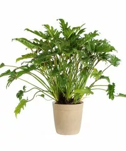 Fast Growing Trees Xanadu Philodendron 'Winterbourn' Plant Carefree House Plants 20 Fast Growing Trees Xanadu Philodendron 'Winterbourn' Plant Carefree House Plants