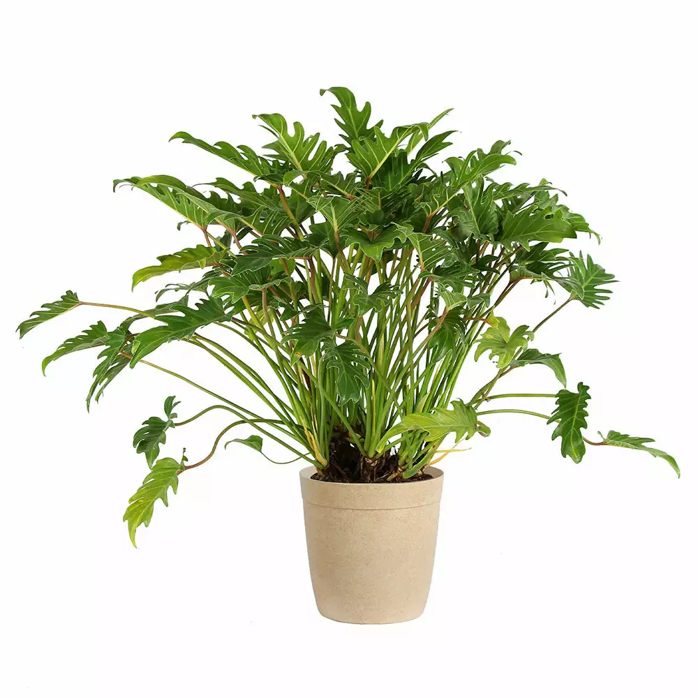 Fast Growing Trees Xanadu Philodendron 'Winterbourn' Plant Carefree House Plants 11 Fast Growing Trees Xanadu Philodendron 'Winterbourn' Plant Carefree House Plants