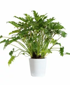 Fast Growing Trees Xanadu Philodendron 'Winterbourn' Plant Carefree House Plants 19 Fast Growing Trees Xanadu Philodendron 'Winterbourn' Plant Carefree House Plants