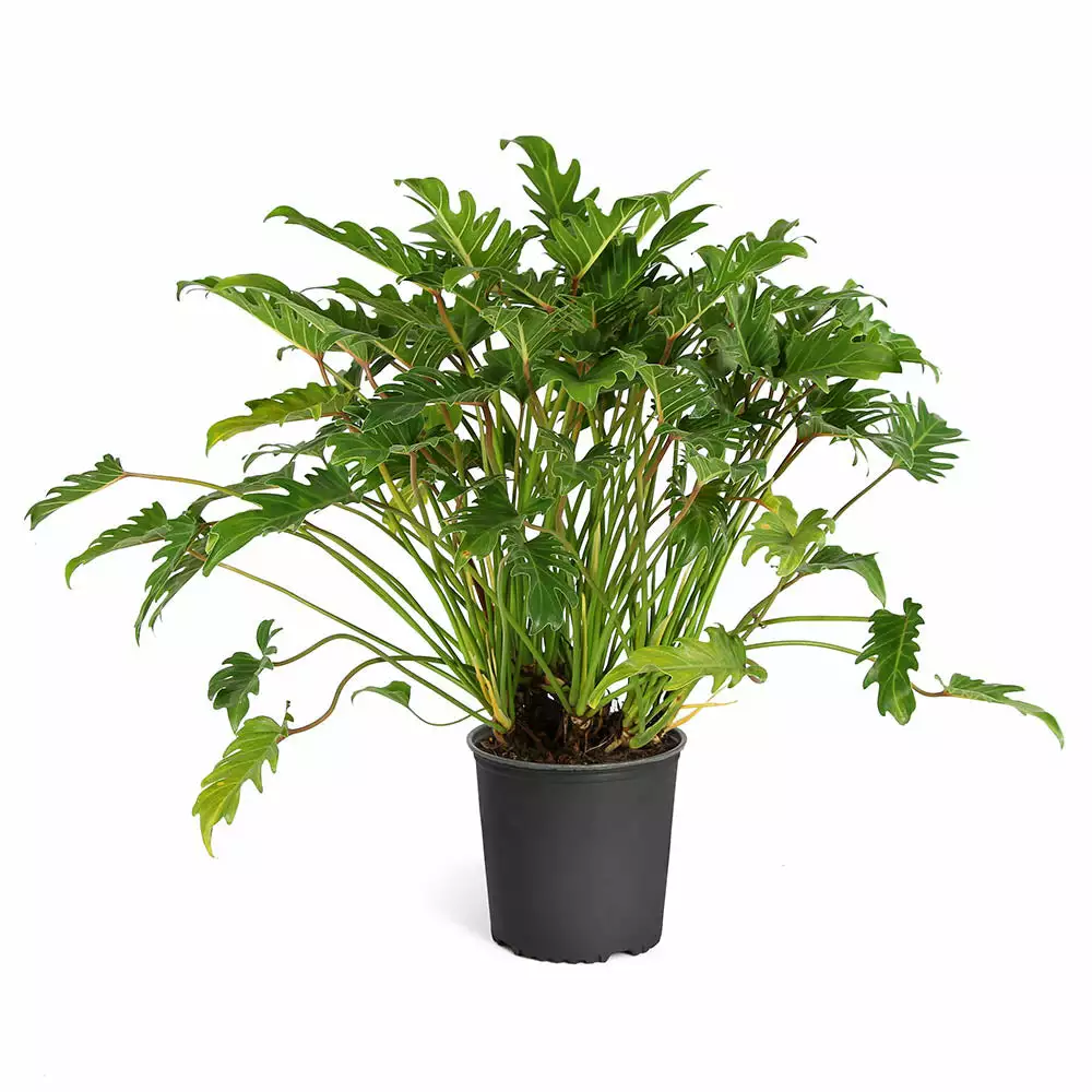 Fast Growing Trees Xanadu Philodendron 'Winterbourn' Plant Carefree House Plants 12 Fast Growing Trees Xanadu Philodendron 'Winterbourn' Plant Carefree House Plants