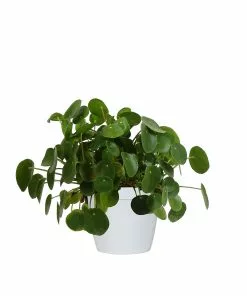 Fast Growing Trees Pilea Peperomioides (Pancake Plant) Pet Friendly House Plants 9 Fast Growing Trees Pilea Peperomioides (Pancake Plant) Pet Friendly House Plants