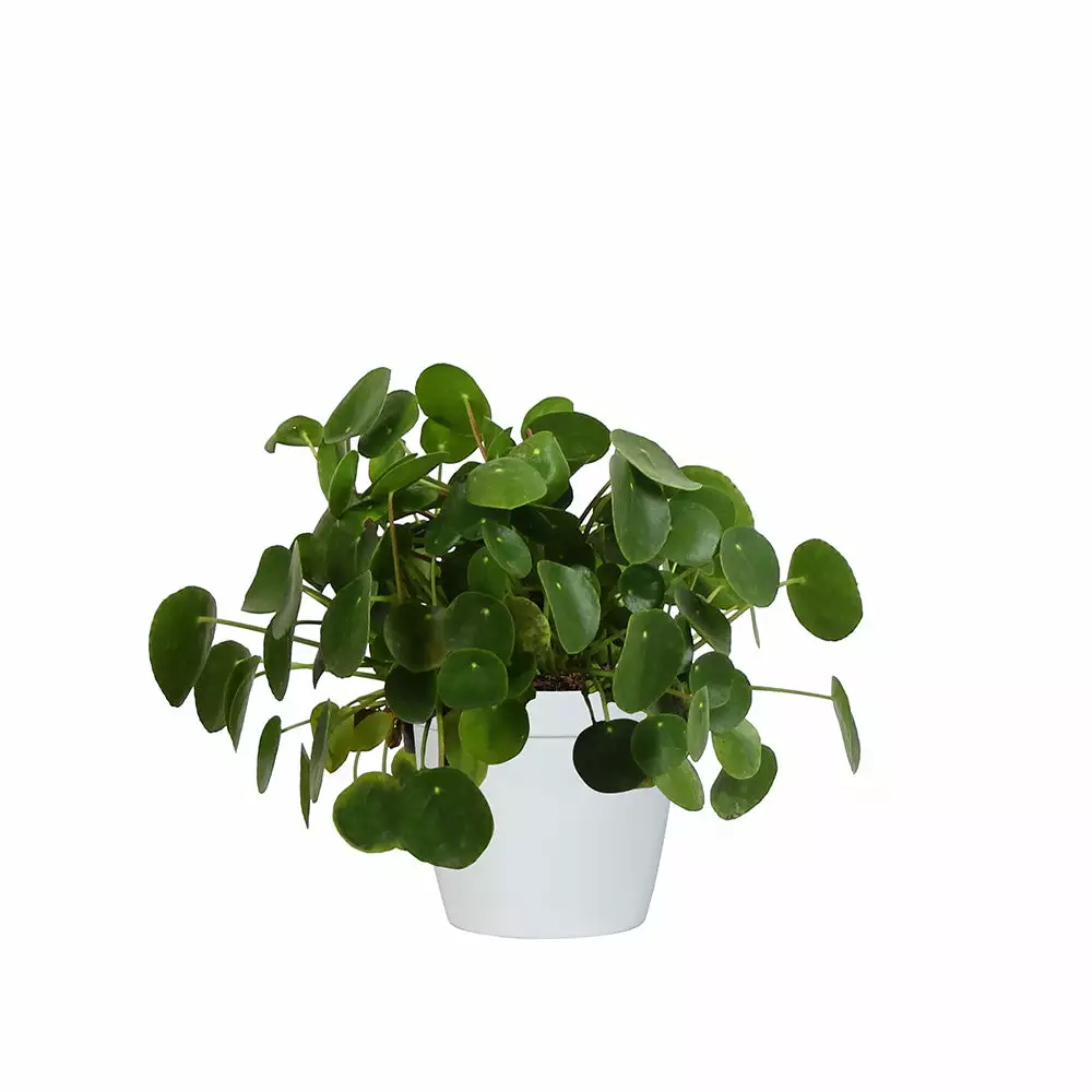Fast Growing Trees Pilea Peperomioides (Pancake Plant) Pet Friendly House Plants 6 Fast Growing Trees Pilea Peperomioides (Pancake Plant) Pet Friendly House Plants