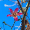 Fast Growing Trees Pink Flowers Pink Silk Floss Tree