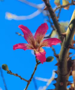 Fast Growing Trees Pink Flowers Pink Silk Floss Tree
