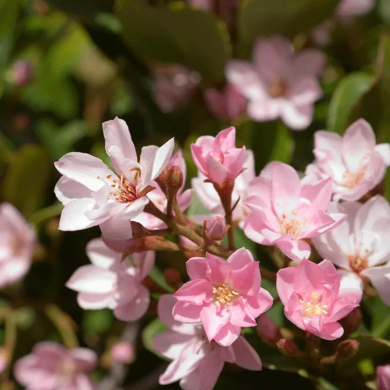 Fast Growing Trees Pinkie Indian Hawthorn Shrub 4 Fast Growing Trees Pinkie Indian Hawthorn Shrub
