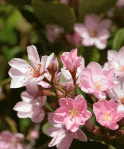Fast Growing Trees Pinkie Indian Hawthorn Shrub