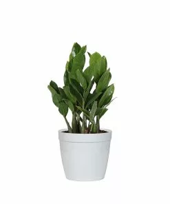 Fast Growing Trees ZZ Plant Low Light House Plants 19 Fast Growing Trees ZZ Plant Low Light House Plants