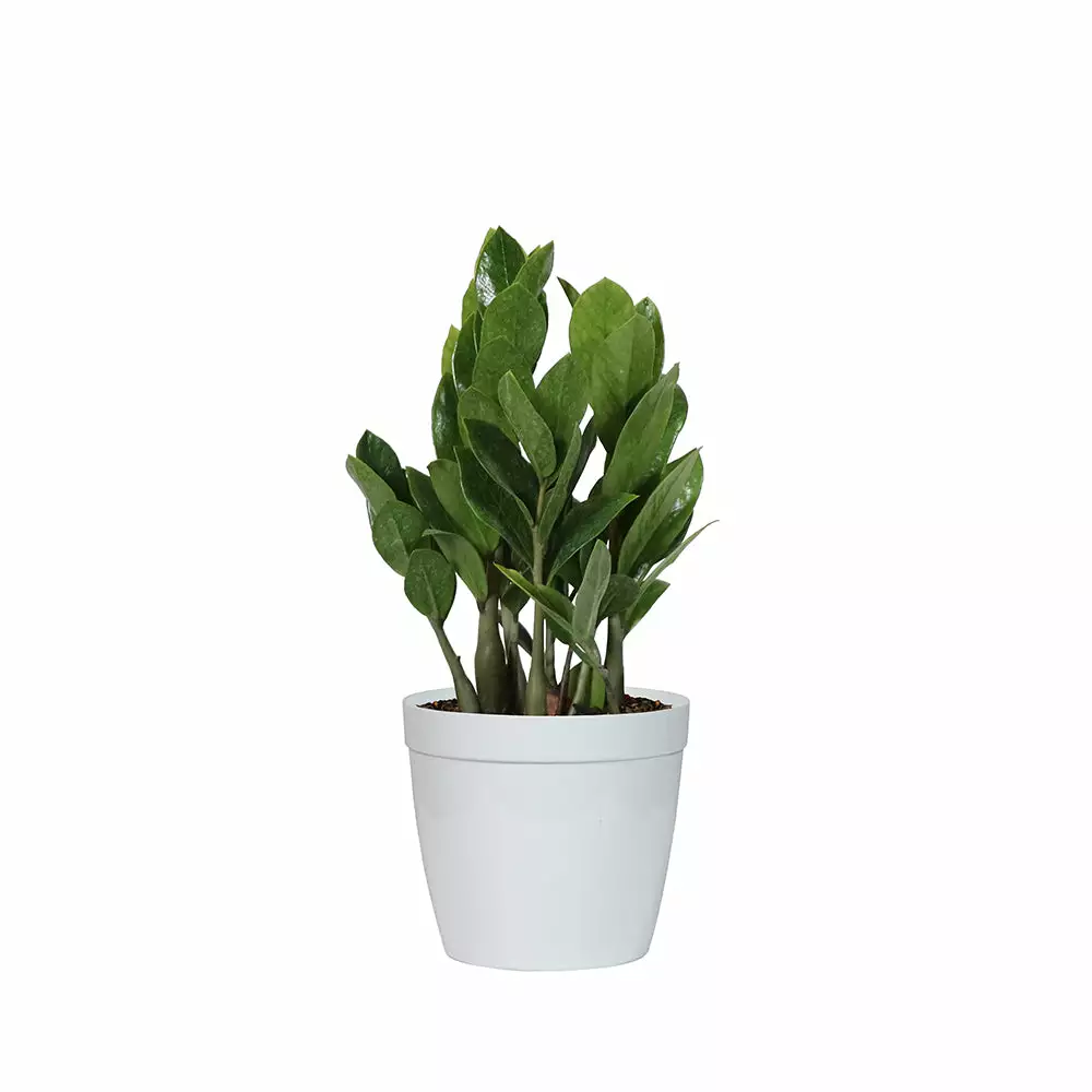 Fast Growing Trees ZZ Plant Low Light House Plants 11 Fast Growing Trees ZZ Plant Low Light House Plants