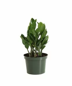 Fast Growing Trees ZZ Plant Low Light House Plants 18 Fast Growing Trees ZZ Plant Low Light House Plants