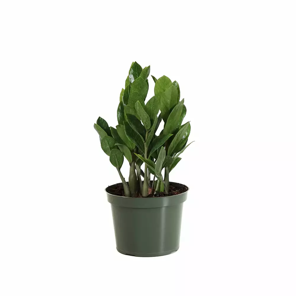 Fast Growing Trees ZZ Plant Low Light House Plants 10 Fast Growing Trees ZZ Plant Low Light House Plants