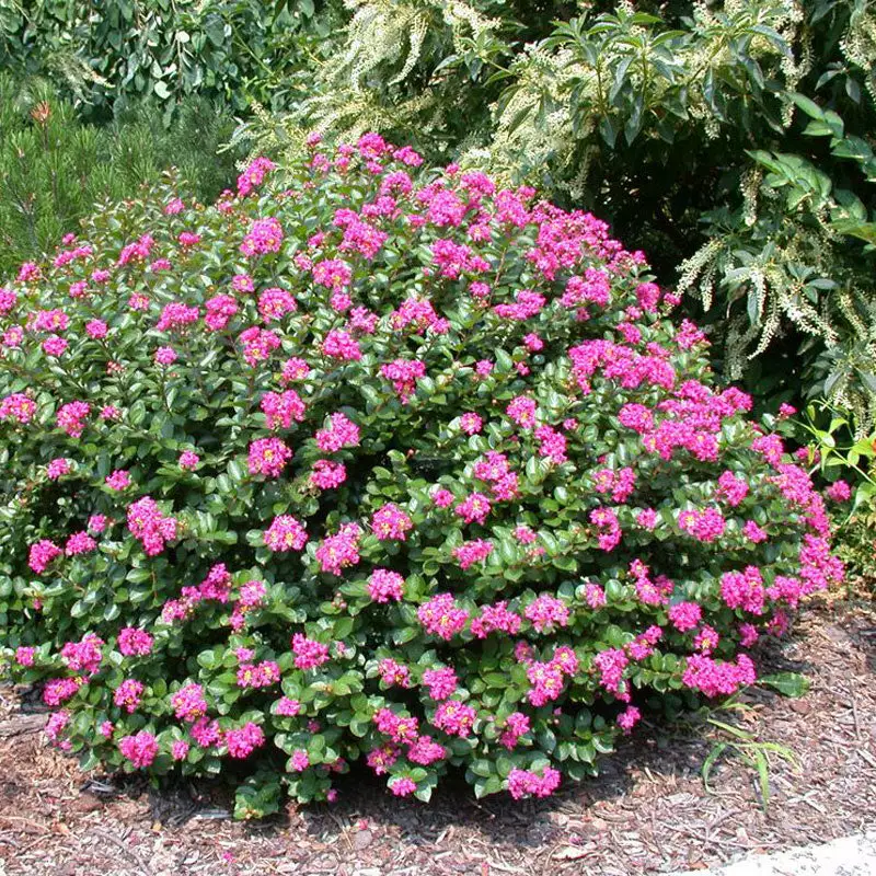 Fast Growing Trees Crape Myrtles Pocomoke Crape Myrtle 4 Fast Growing Trees Crape Myrtles Pocomoke Crape Myrtle