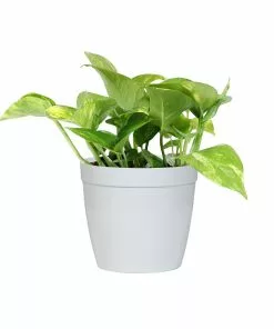 Fast Growing Trees Air Purifying House Plants Golden Pothos 15 Fast Growing Trees Air Purifying House Plants Golden Pothos