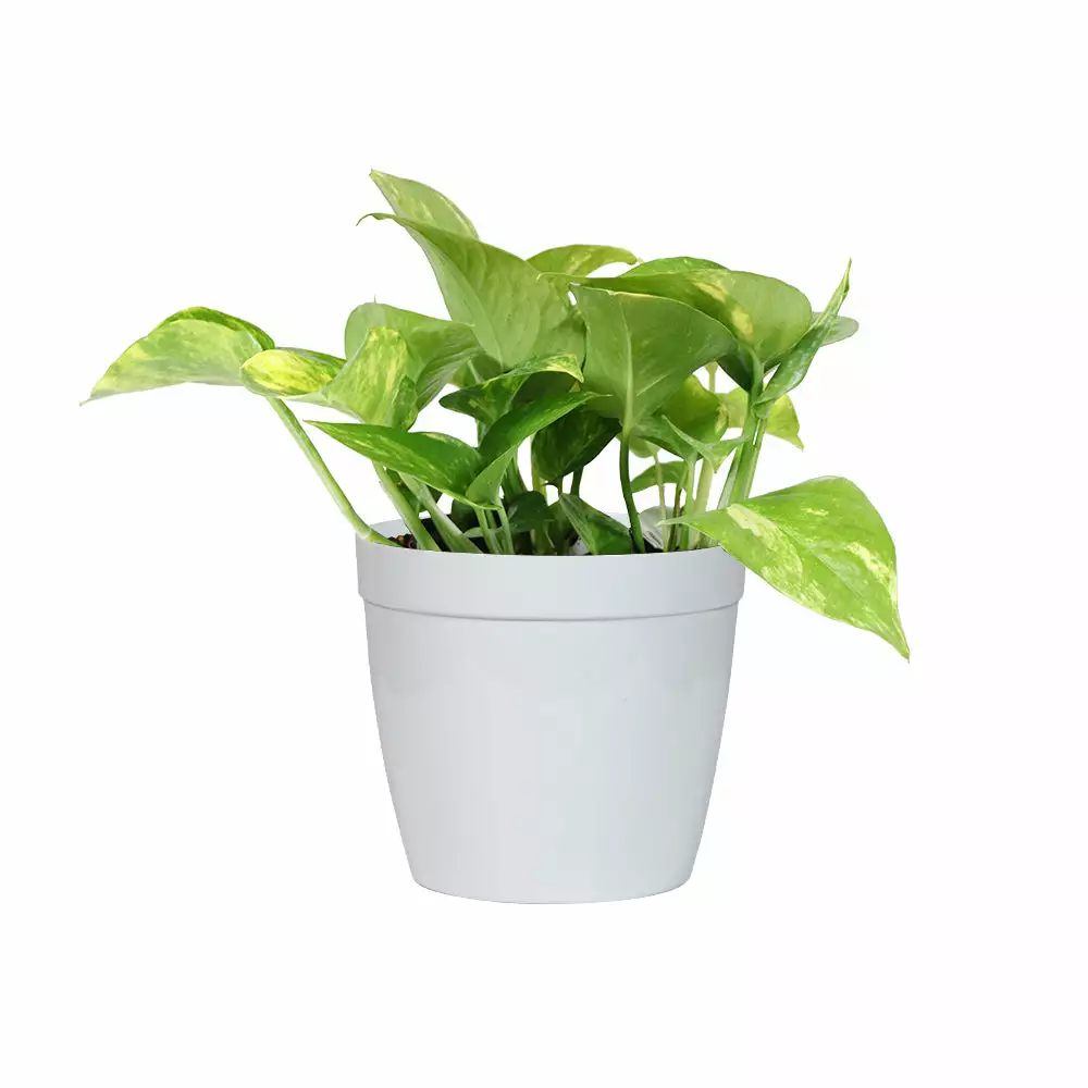 Fast Growing Trees Air Purifying House Plants Golden Pothos 9 Fast Growing Trees Air Purifying House Plants Golden Pothos